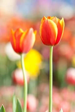 Tulip Stock Photos