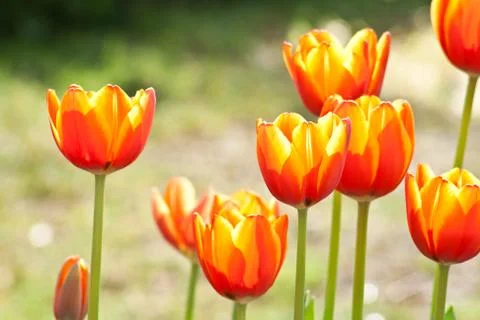 Tulip Stock Photos