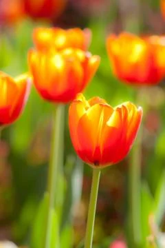 Tulip Stock Photos