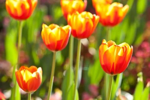 Tulip Stock Photos