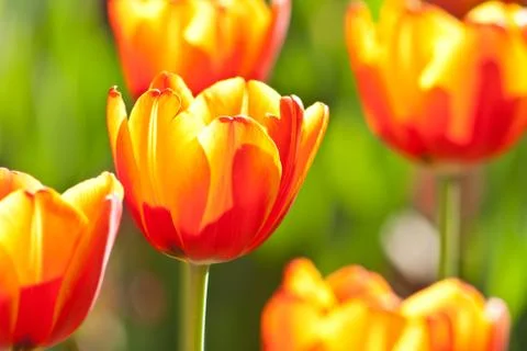 Tulip Stock Photos