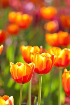 Tulip Stock Photos