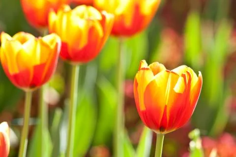 Tulip Stock Photos