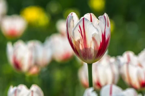 Tulip Stock Photos