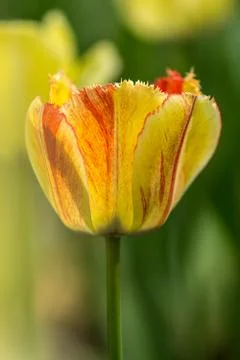 Tulip Stock Photos