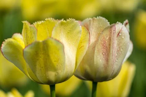 Tulip Stock Photos