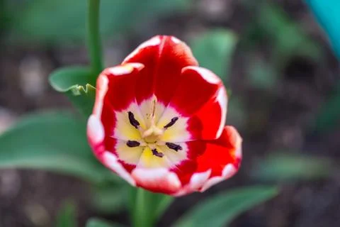 Tulip Stock Photos