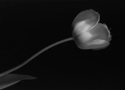 Tulip Stock Photos