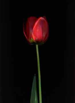 Tulip Stock Photos