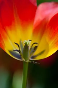 Tulip Stock Photos