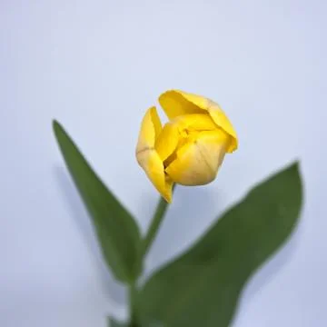 A Tulip Stock Photos