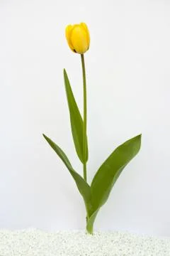 A Tulip Stock Photos