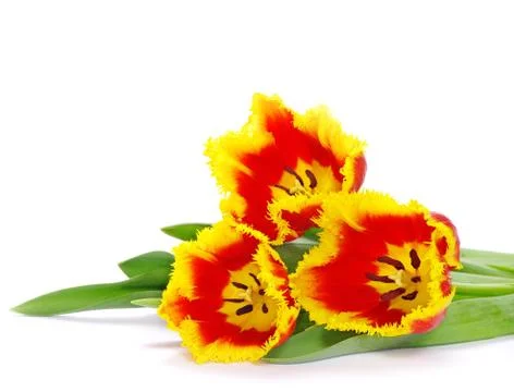 Tulip Foto stock