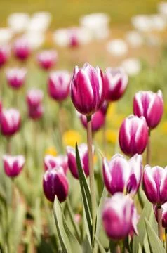 Tulip Stock Photos