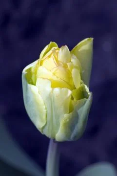 Tulip Foto stock