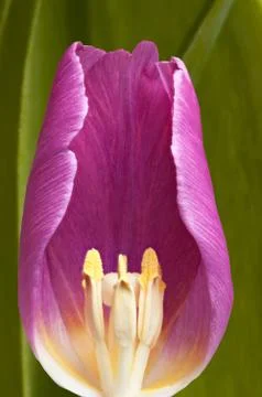 Tulip Stock Photos