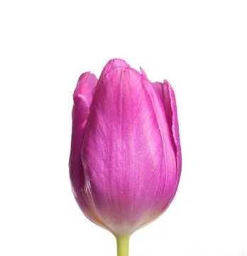 Tulip Stock Photos