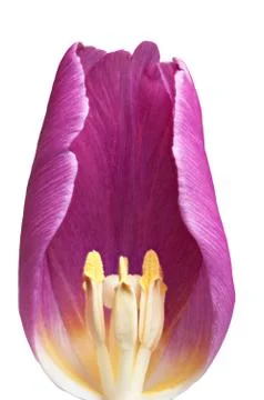 Tulip Stock Photos