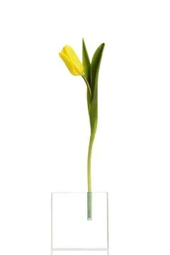 Tulip Photos
