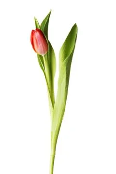 Tulip Photos