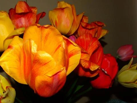Tulip Stock Photos