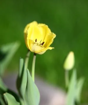 Tulip Stock Photos