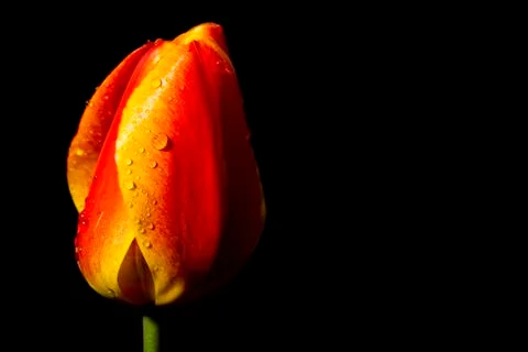Tulip Stock Photos