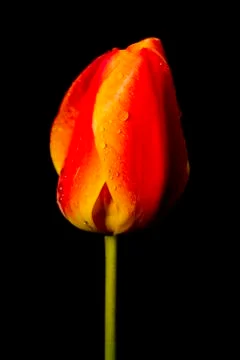 Tulip Stock Photos