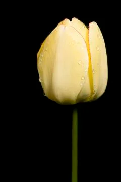 Tulip Stock Photos