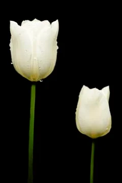 Tulip Stock Photos