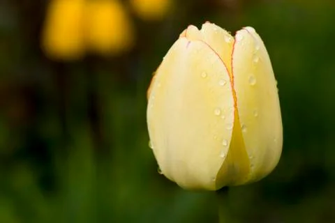 Tulip Stock Photos
