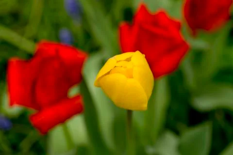 Tulip Stock Photos