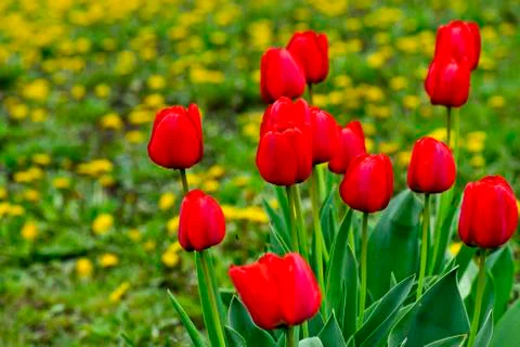 Tulip Stock Photos