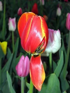 Tulip Stock Photos