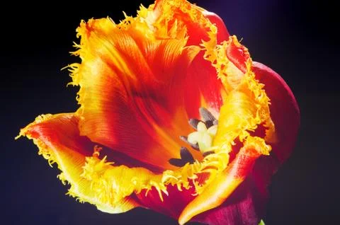 Tulip Stock Photos
