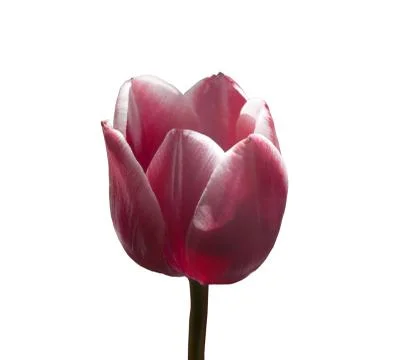 Tulip Stock Photos