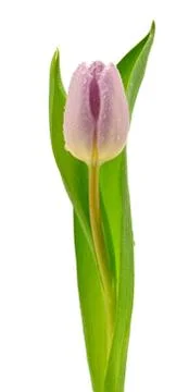 Tulip Stock Photos