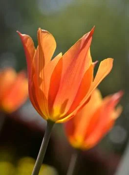 Tulip Stock Photos