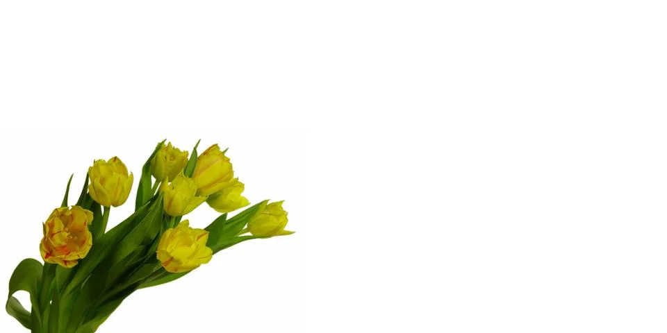Tulip Stock Photos