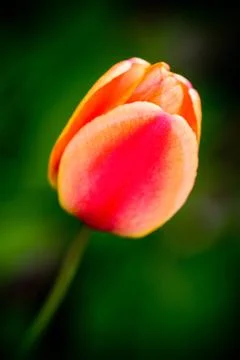 Tulip Stock Photos