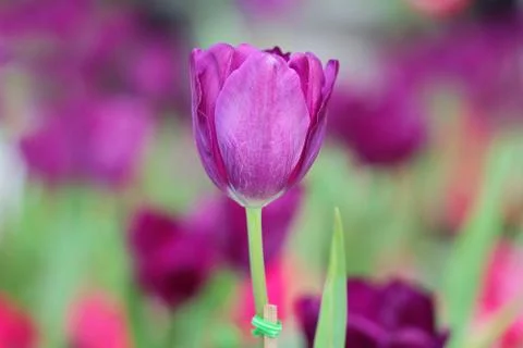 Tulip Foto stock