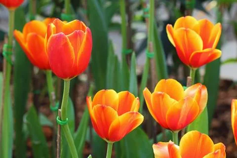 Tulip Stock Photos