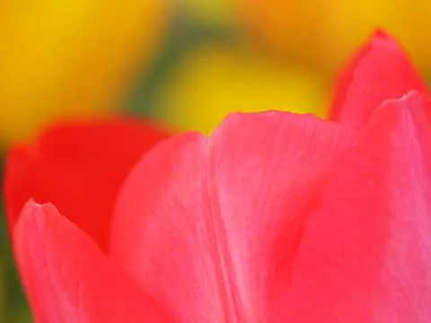 Tulip Stock Photos