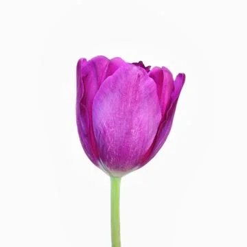 Tulip Stock Photos