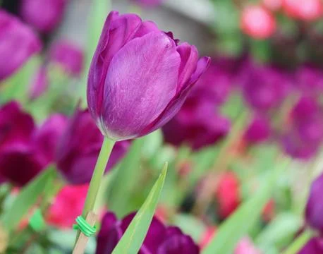 Tulip Stock Photos