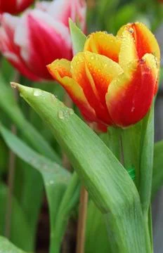 Tulip Stock Photos