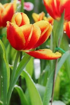 Tulip Stock Photos