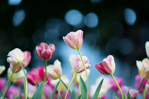 Tulip Foto stock