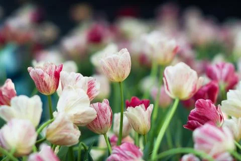 Tulip Stock Photos