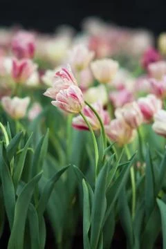 Tulip Stock Photos